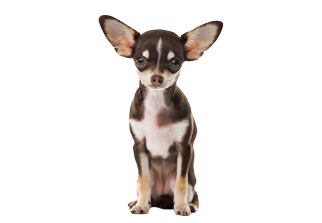 Autocollant Animaux Domestique Chien Chihuahua 5