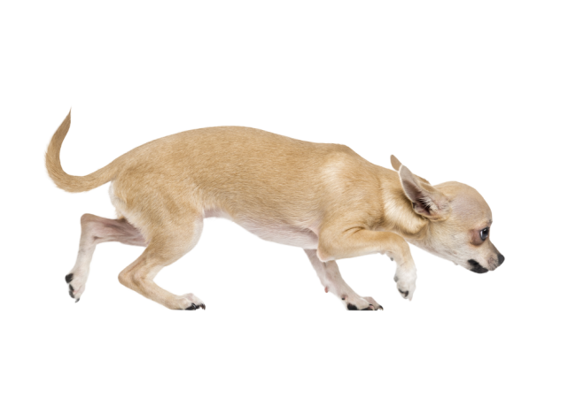 Autocollant Animaux Domestique Chien Chihuahua 7