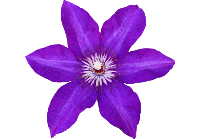 Autocollant Divers Fleur Violette